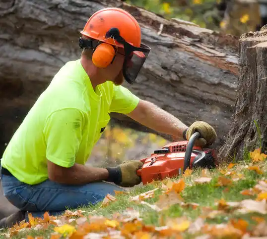 tree services Mount Rainier